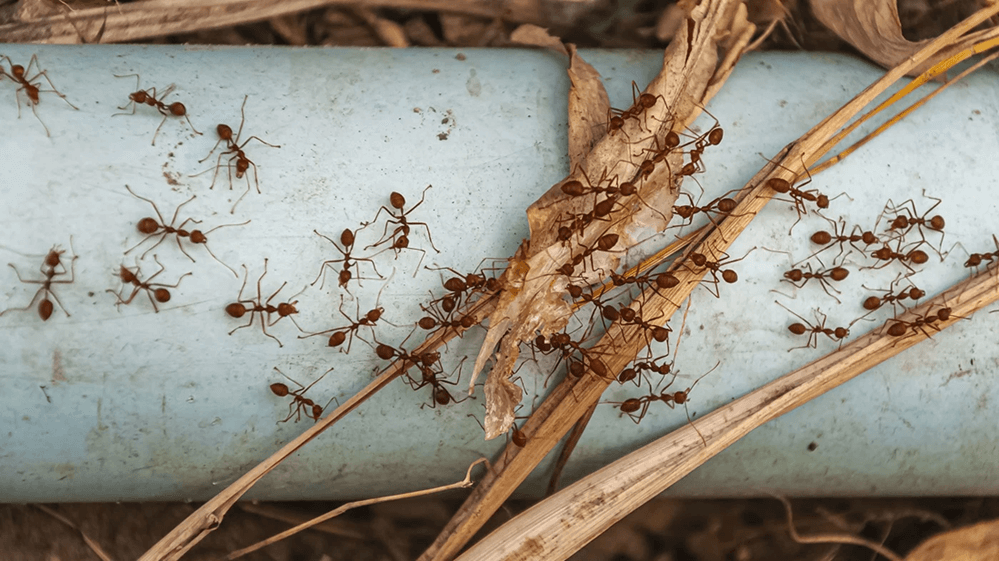 Pest control Abu Dhabi