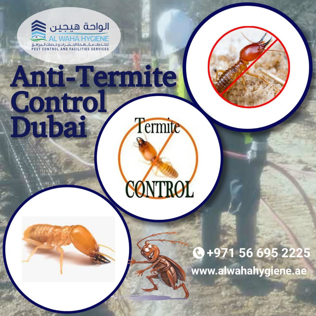 What Should You Expect from a Professional Pest Control Dubai for Anti-Termite Control?