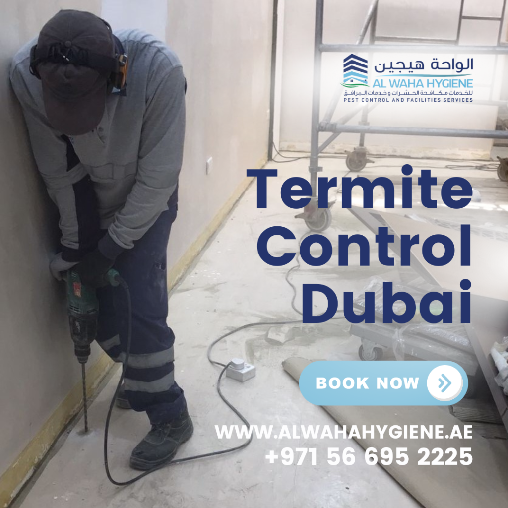 How to Identify and Deal With a Termite Infestation: Termite Control Dubai