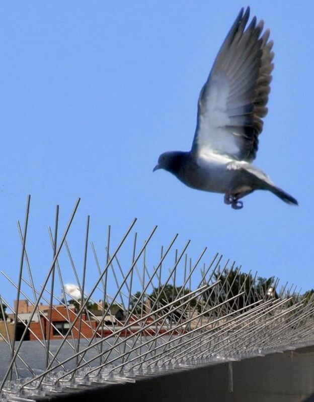 Bird Control Abu Dhabi