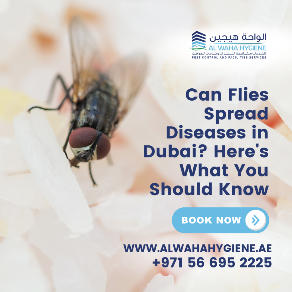 Can Flies Spread Diseases in Dubai? Here’s What You Should Know