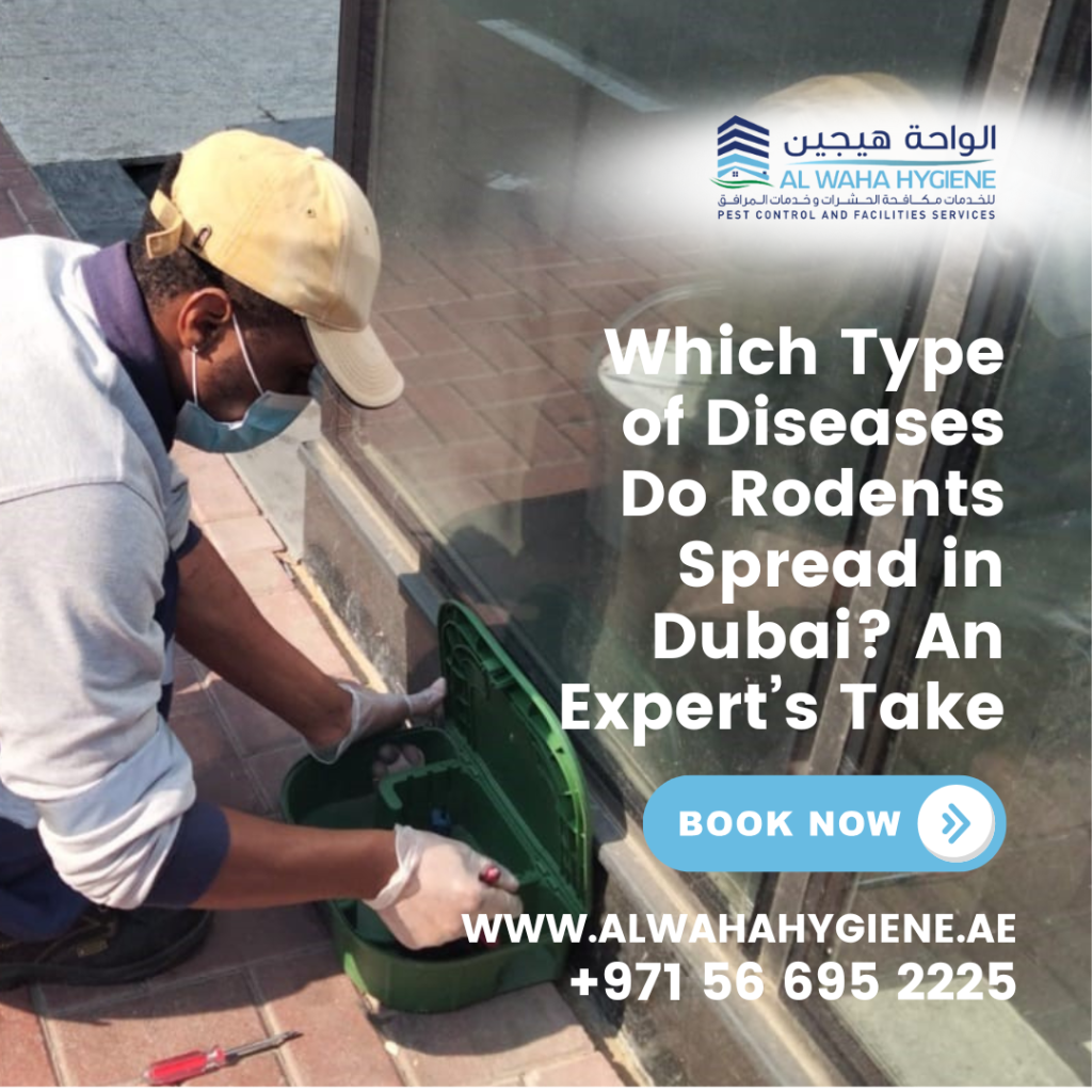 Which Type of Diseases Do Rodents Spread in Dubai? An Expert’s Take