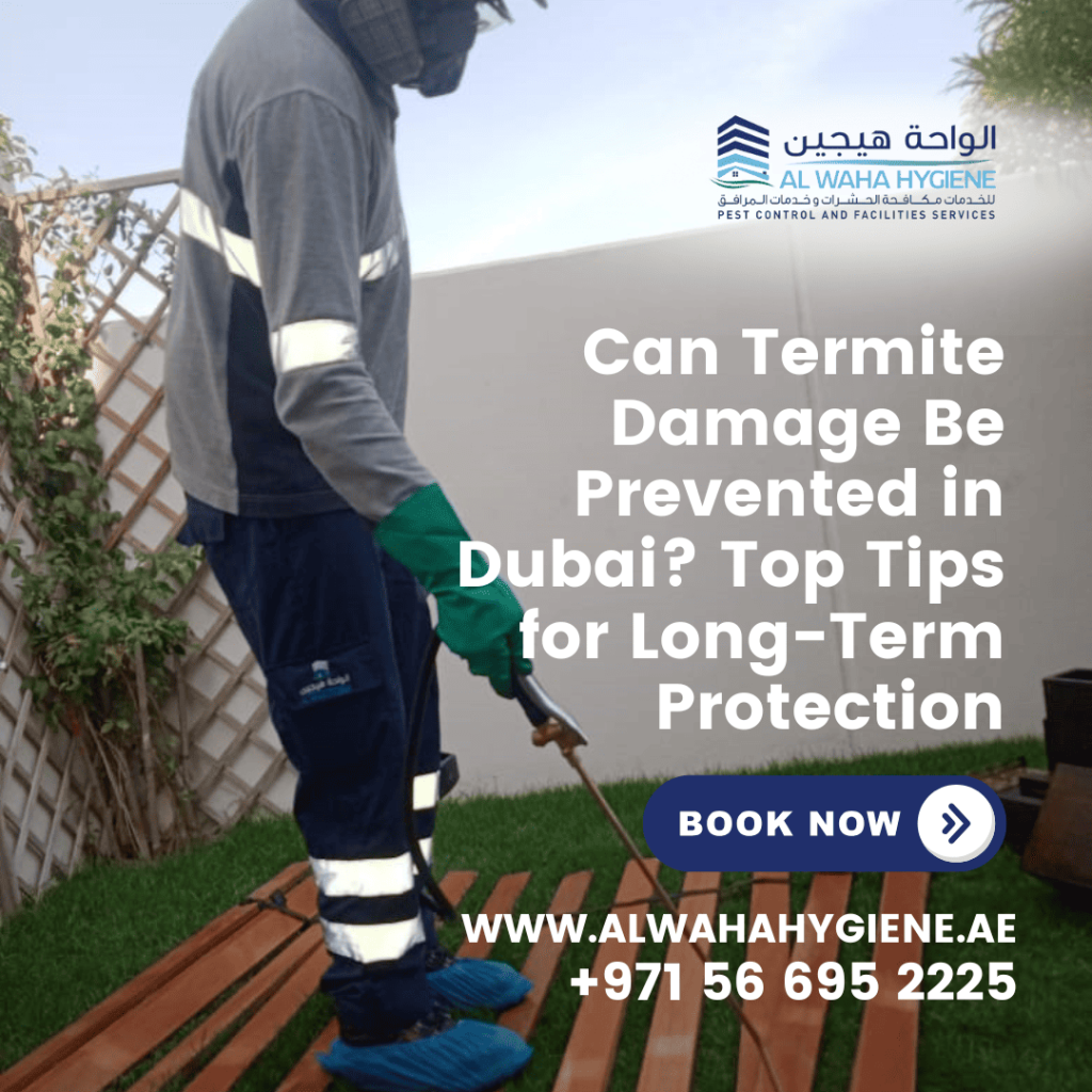 Can Termite Damage Be Prevented in Dubai? Top Tips for Long-Term Protection