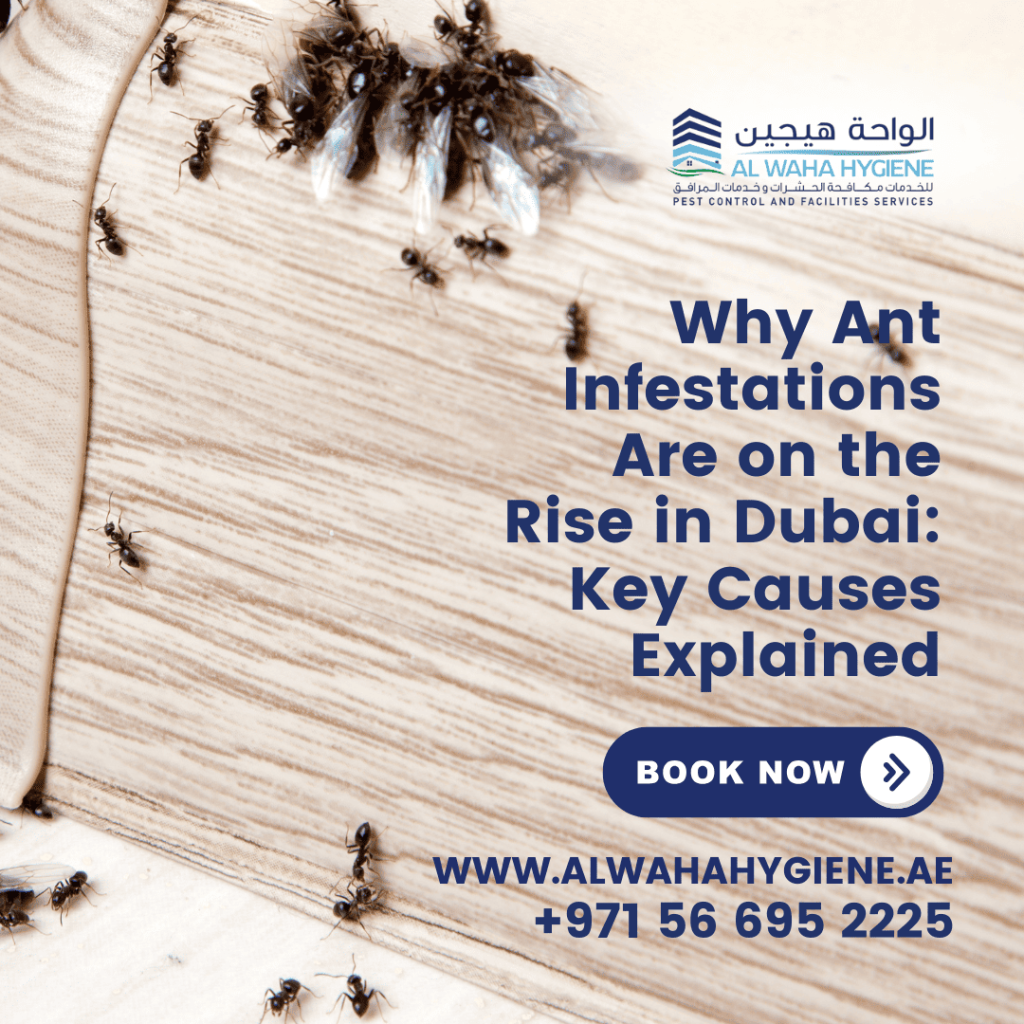 Why Ant Infestations Are on the Rise in Dubai: Key Causes Explained