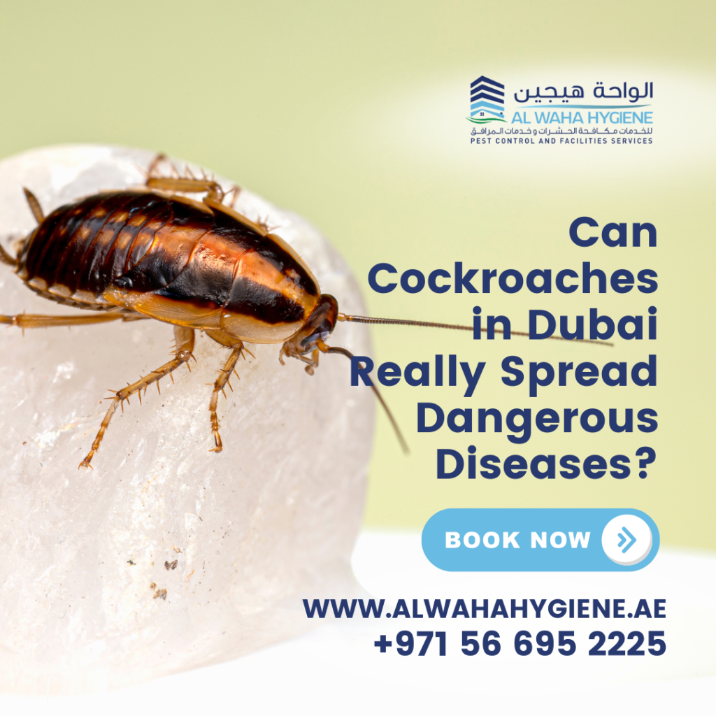 Can Cockroaches in Dubai Really Spread Dangerous Diseases?