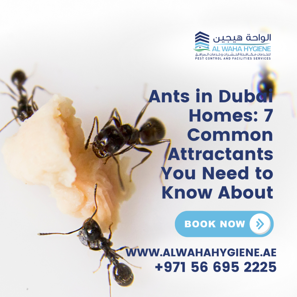 Ants in Dubai Homes: 7 Common Attractants You Need to Know About