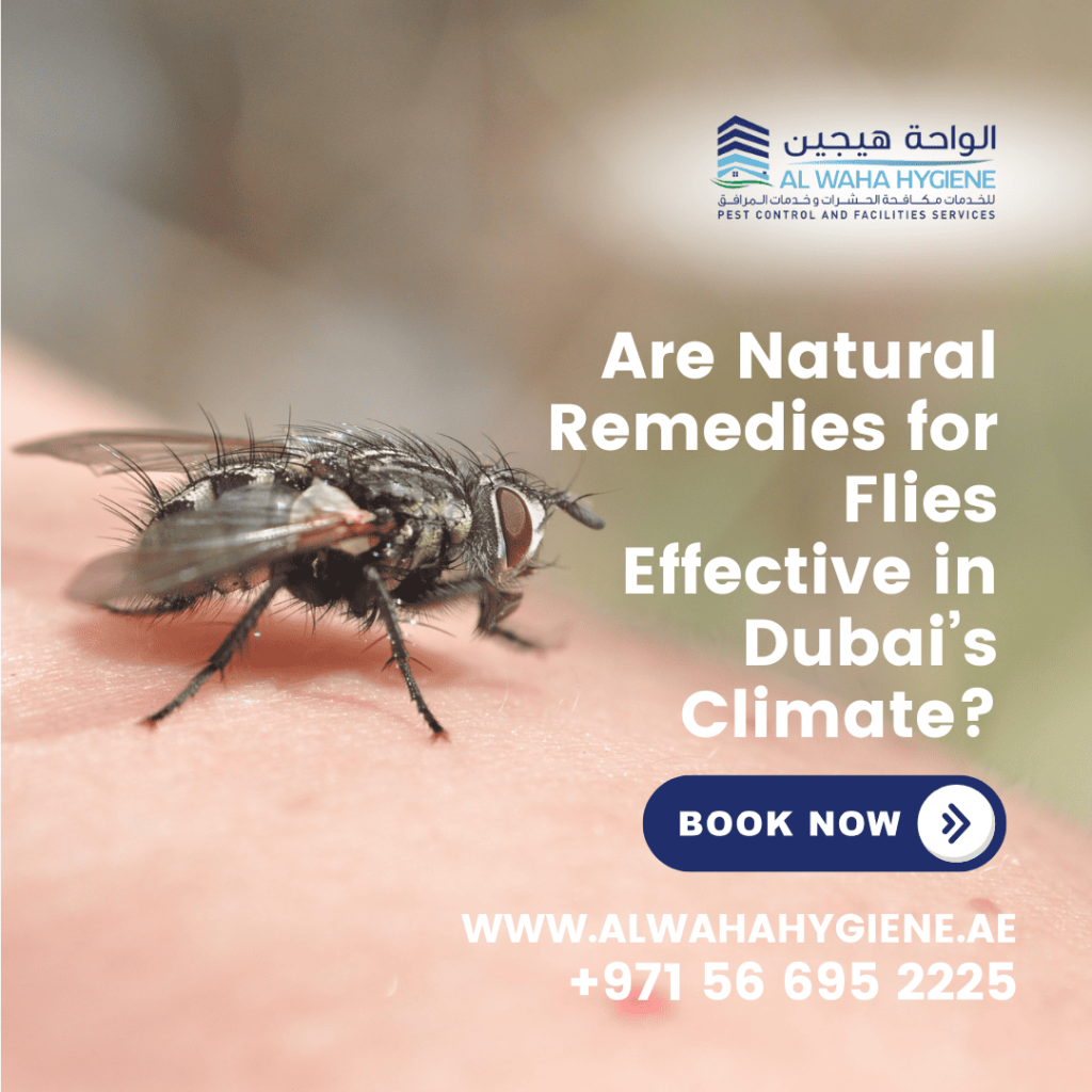 Are Natural Remedies for Flies Effective in Dubai’s Climate?