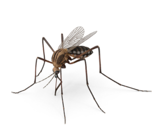 Mosquitoes Pest control Dubai