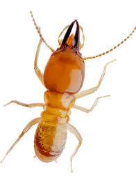 Termite Pest control Dubai