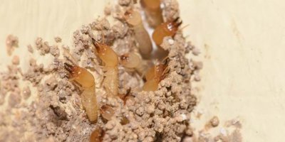 Anti Termite Control Services Abu Dhabi